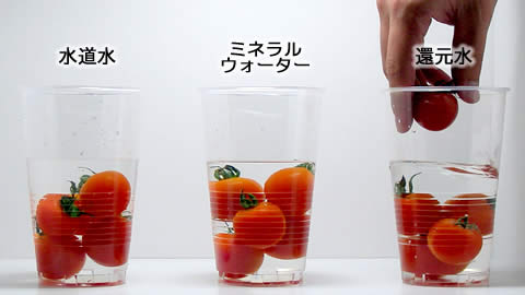 電解還元水のトマト実験