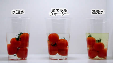 電解還元水のトマト実験2